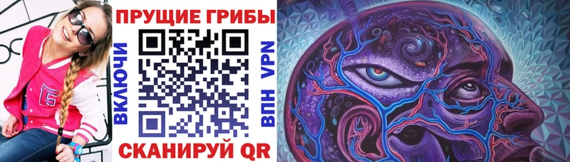 купить наркотики сайты  Киселёвск  Галлюциногенные грибы Cubensis 